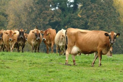Buy JERSEY DIARY CATTLE online