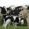 Buy PRIM’HOLSTEIN CATTLE online